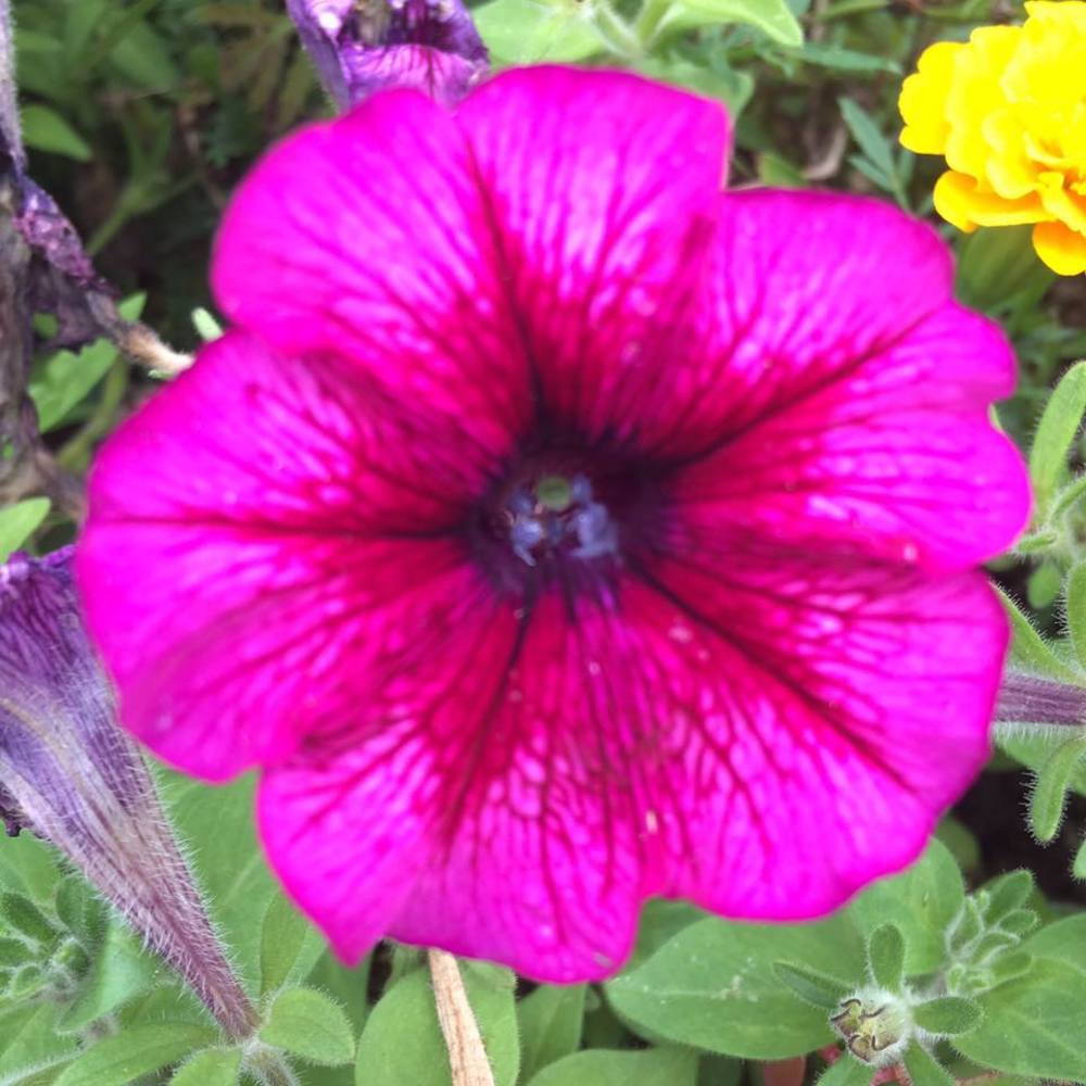 Meet your Posher, Mariel